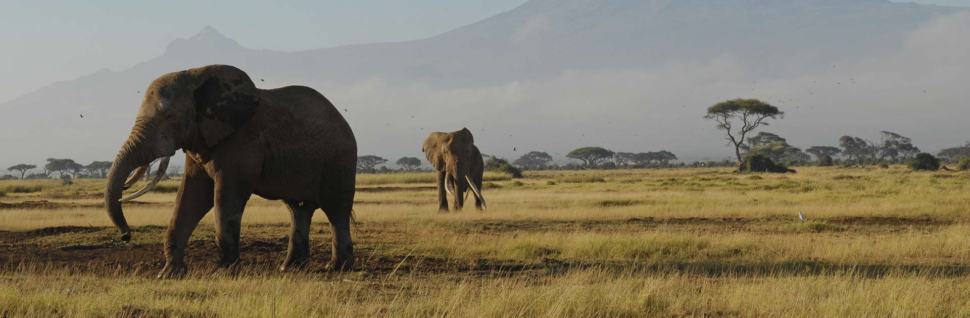 10 Days Kenya Safari