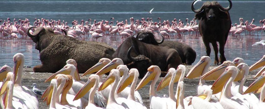 Lake Nakuru National Park