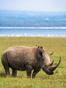 4 Days Visit 3 Kenya Wildlife Parks
