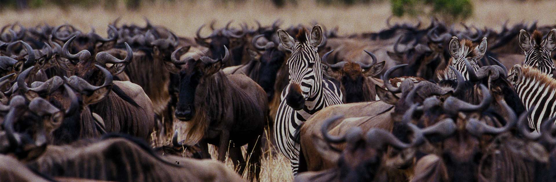 3 Days Great Migration Safari and Kenyas Highlight